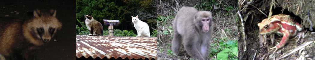 工房に現れる森の動物たち